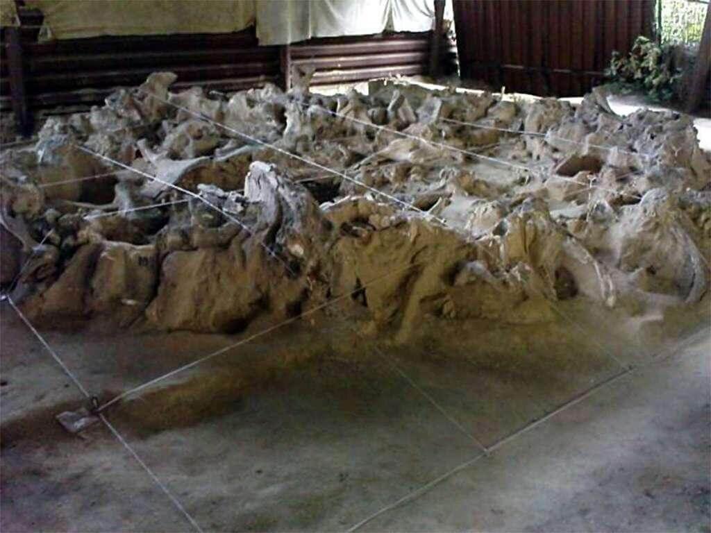 Еще при раскопках первого сооружения среди костей был обнаружен обломок мамонтового бивня, на котором ученые увидели нечто вроде карты окрестностей Рисунок, вырезанный на кости, изображал лес с обрубленными или сломанными верхушками деревьев, а дальше, на берегу реки, – четыре больших сооружения. Если это действительно карта, размышляли ученые, надо искать четвертое сооружение.