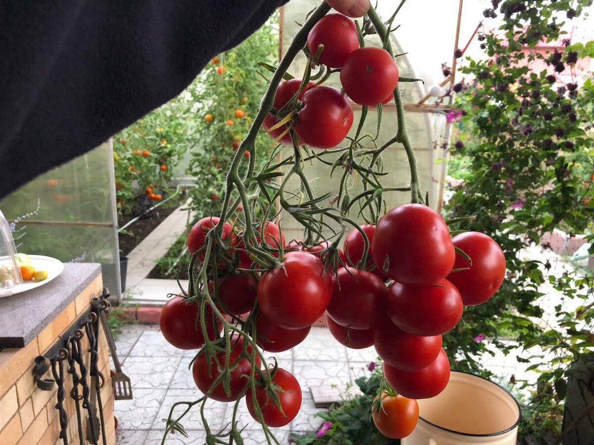 Вот такая гроздочкка помидоров.