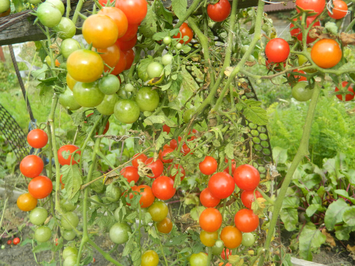 Лучшие ранние сорта помидоров для теплиц: самоопыляемые скороспелые томаты, высокоурожайные и крупноплодные