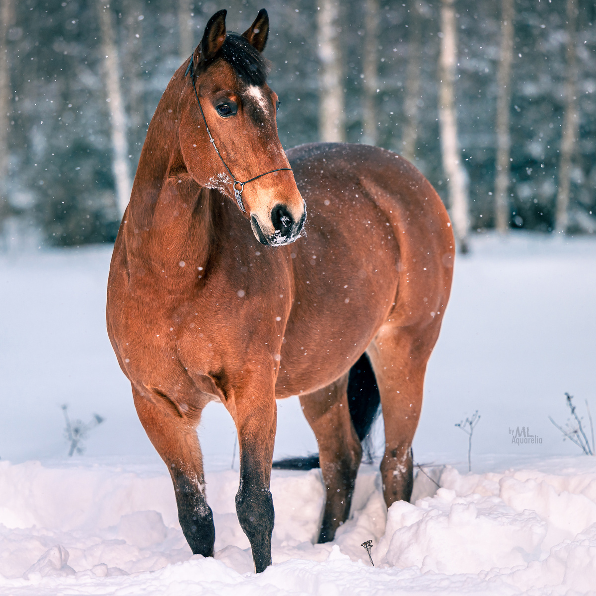 Смотрите галерею...