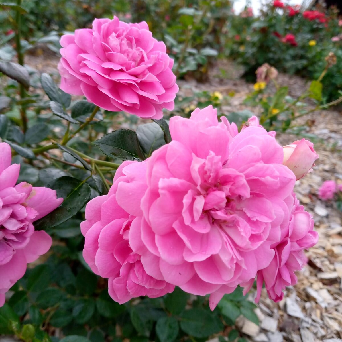 Розовые розы. Работа О. Камаловой