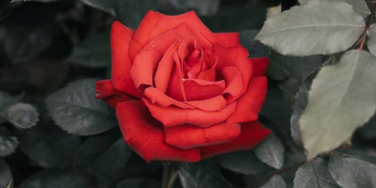 Создатель фото - Sean Valentine: pexels.