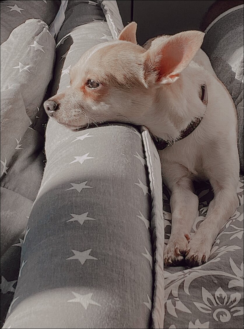 Знакомьтесь! Собака Малика, мой бывший пациент, а ныне любимый питомец. 