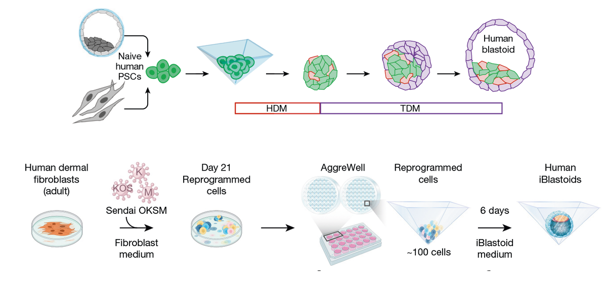 клонирование животных схема. Slic (sequence and ligation-independent cloning) метод клонирования. гибридизация метод клеточной инженерии. схема клонирования гена. клонирование целевого гена.
