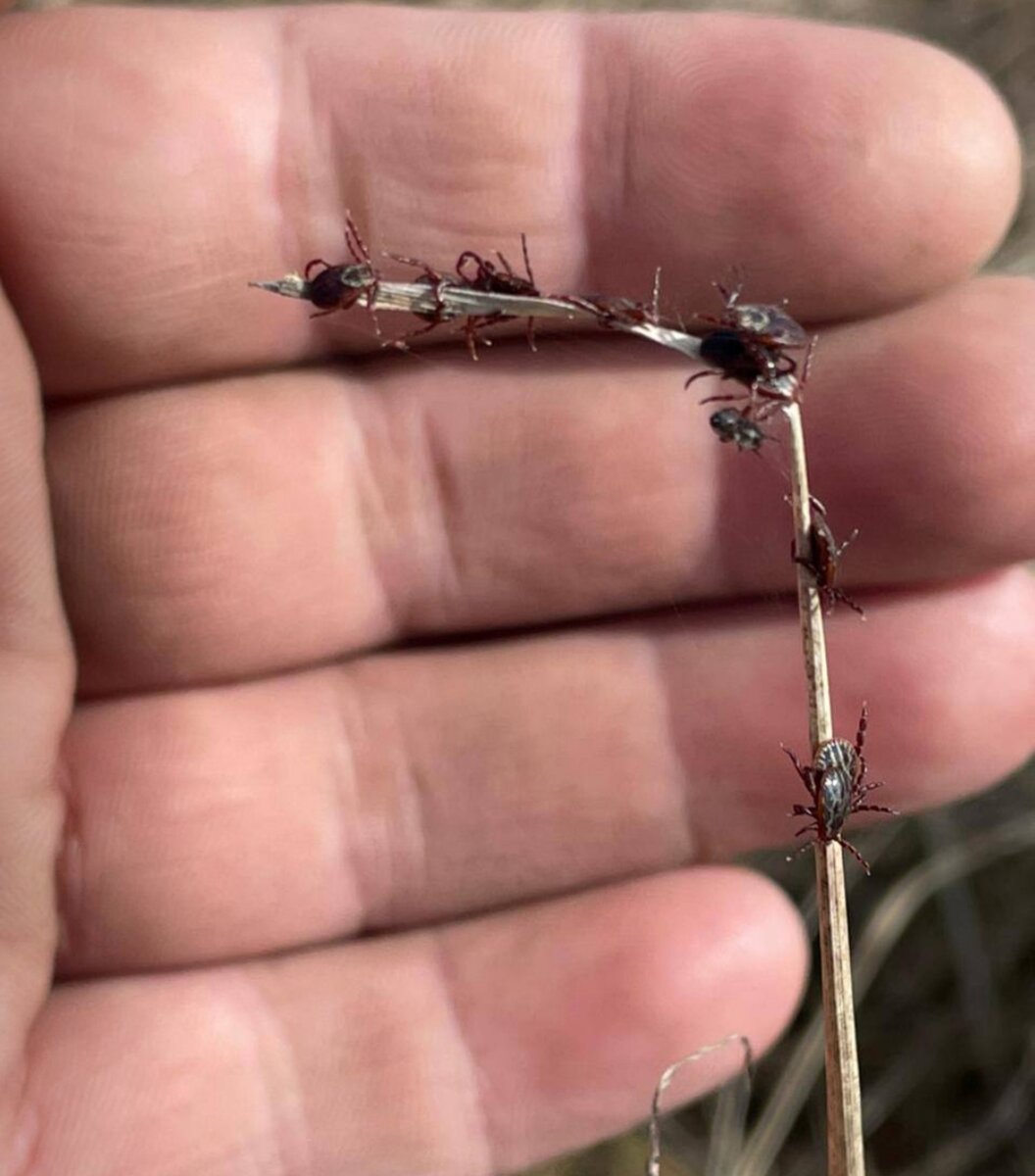 Клещи на травинке.