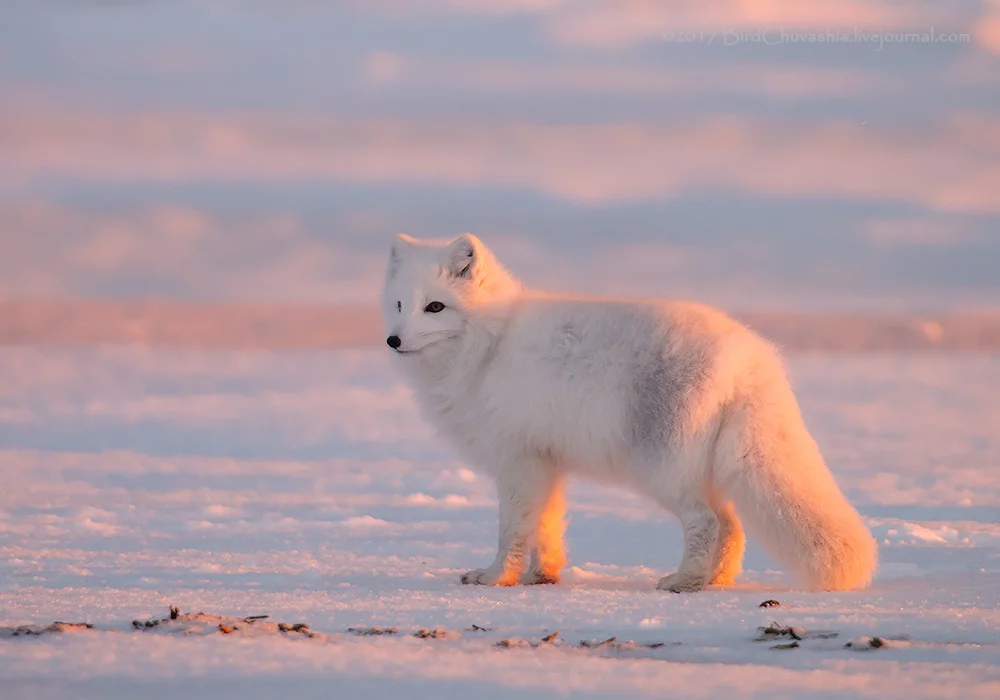 Арктический песец. Обыкновенный песец (Полярная лисица). Тундровый песец. Песец в Арктике.