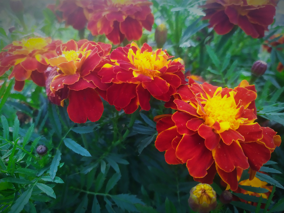 Мои бархатцы. Фото автора. 