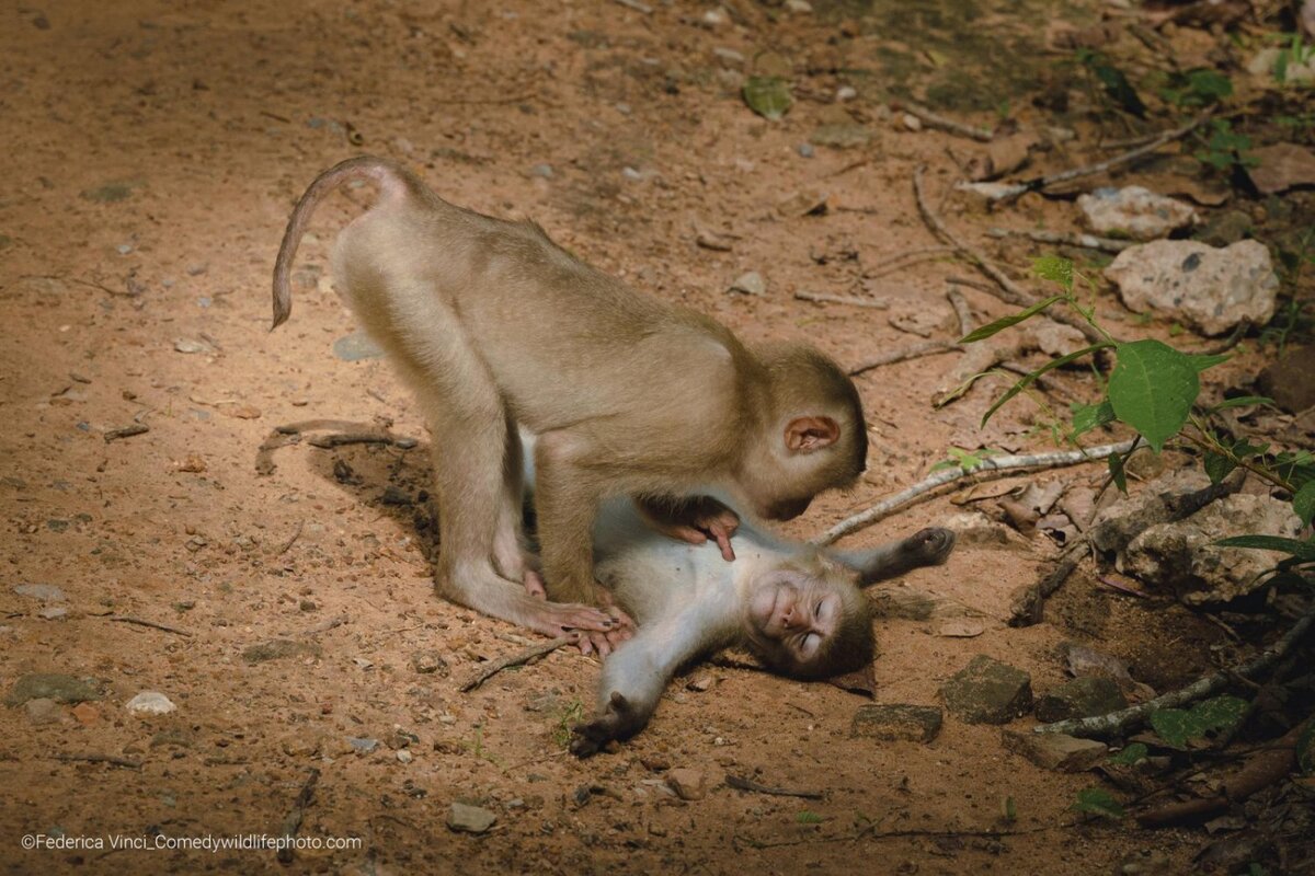 © Federica Vinci.
Финалист Comedy Wildlife Photography Awards’2022