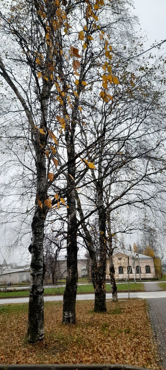 В моем городе холодно и сыро...