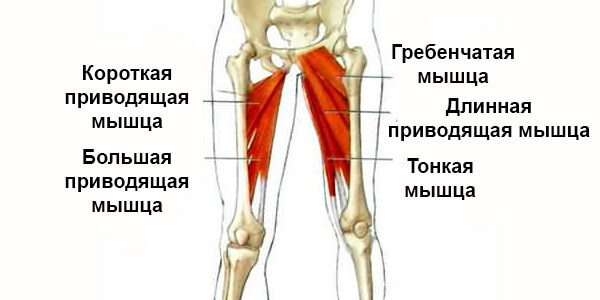 Виды тренажеров в зале