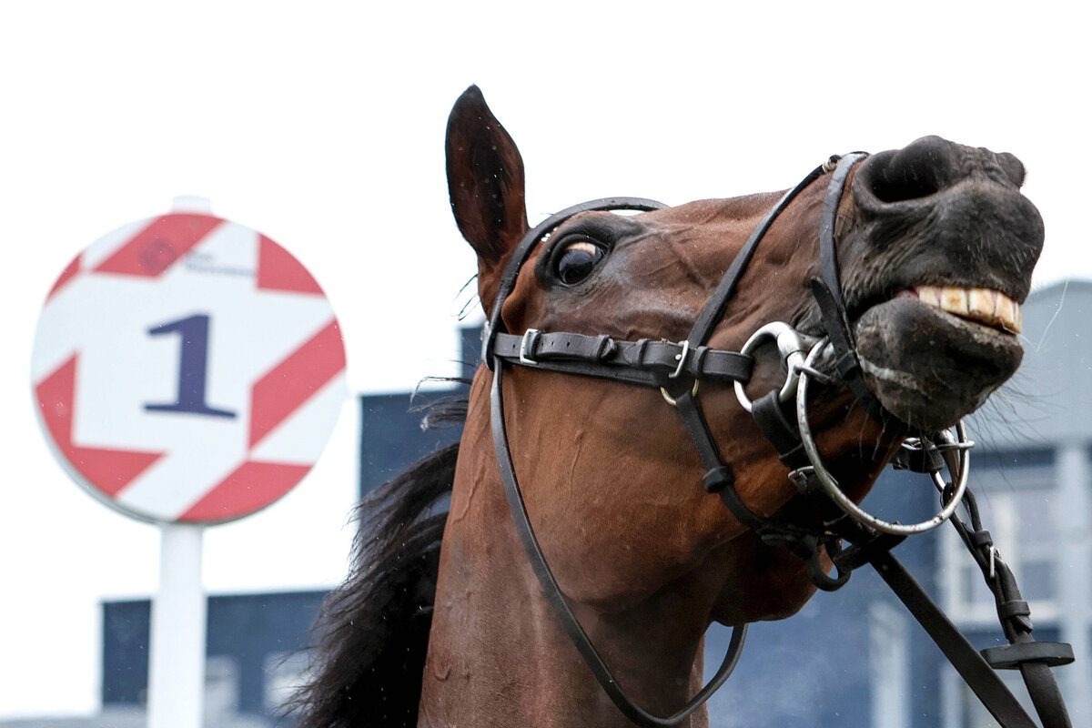 Смешное название для лошади. Лошадь кличка Стамбул фото. Какая кличка была у коня