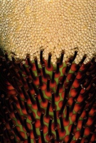 Мужские и женские цветы Аморфофаллуса 