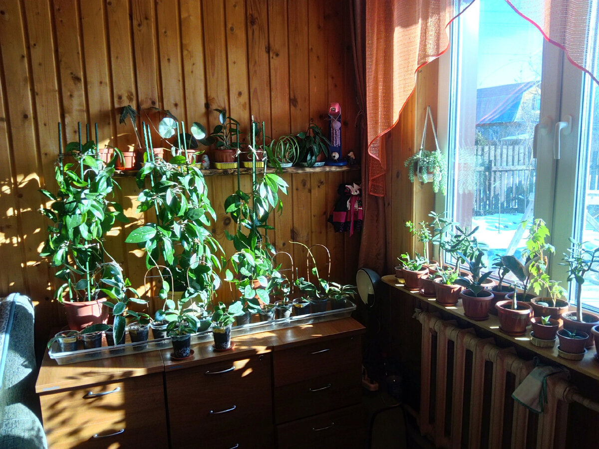 На улице снег, а в нашей спальне зелёное лето. 