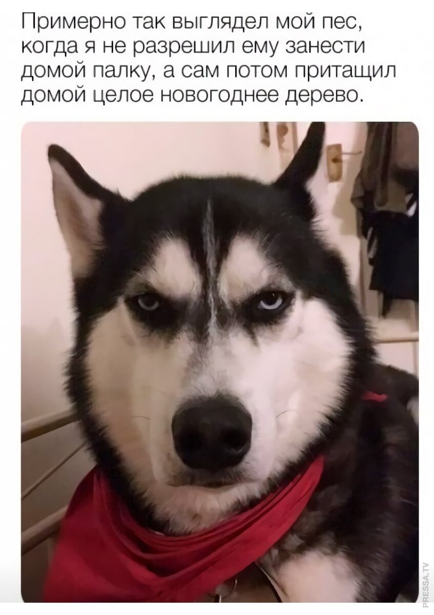 Картинка смешной собаки мем
