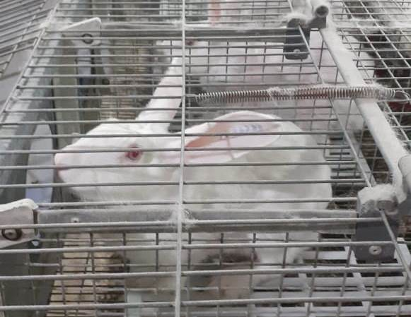 Кролик — ночное животное, днем отдыхает, а ночью активничает