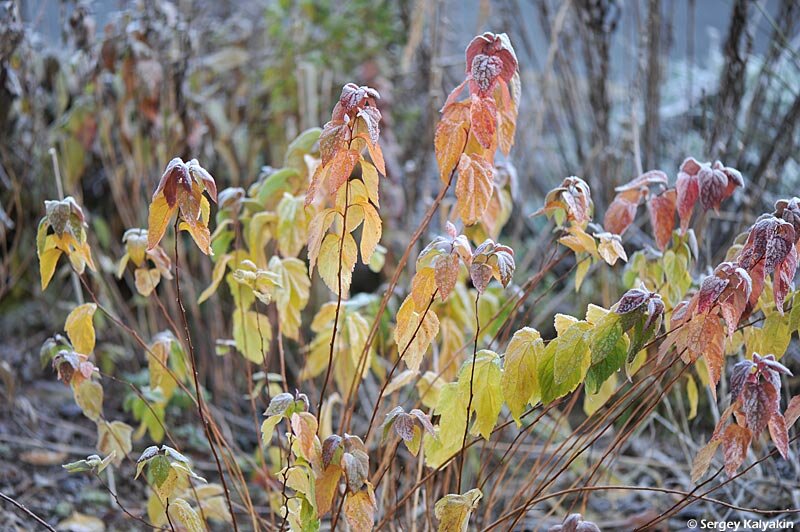 Спирея японская Macrophylla