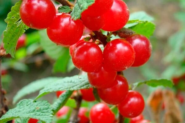 Сорта войлочной вишни для Ленинградской области: список с фото и описаниями, отзывы