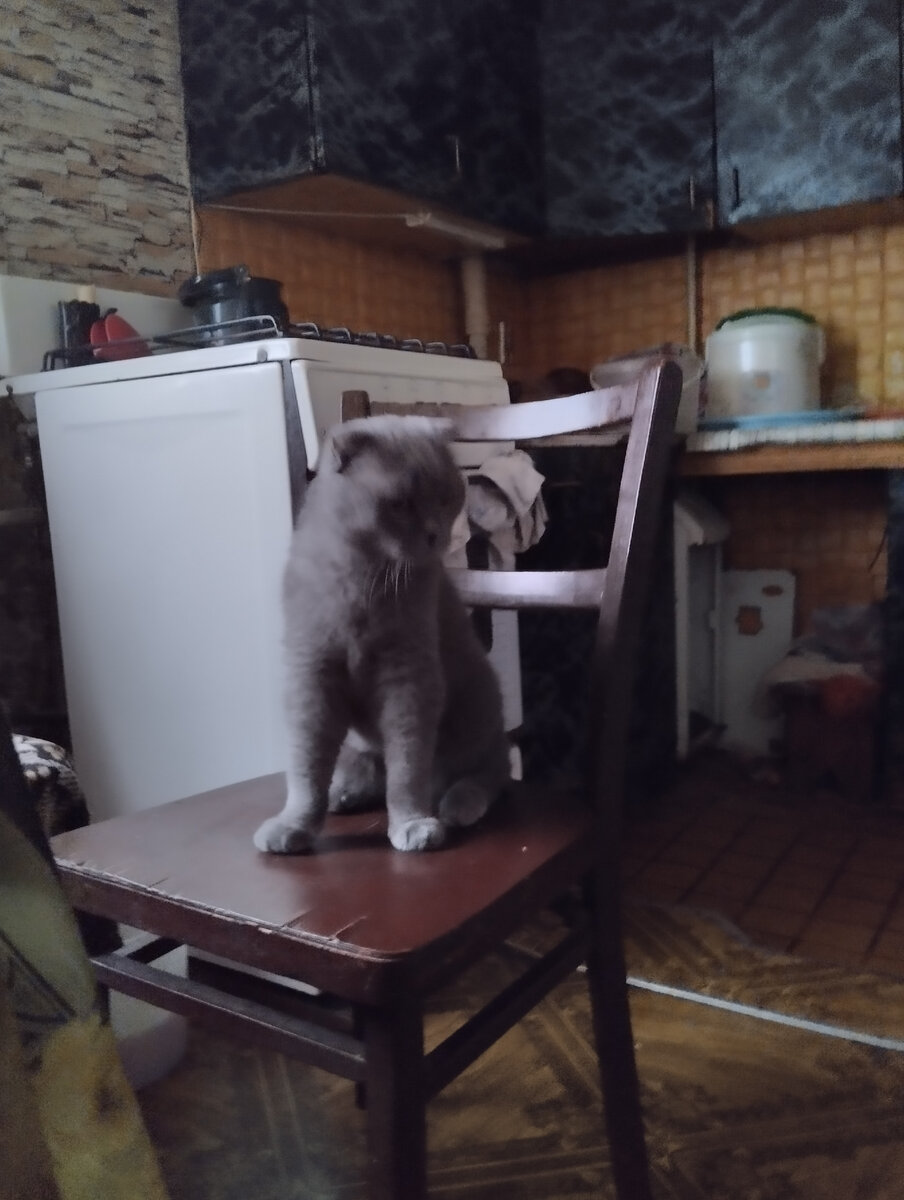 Кот Морис 