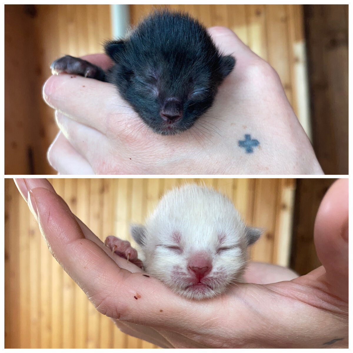 Одноутробные родственники 