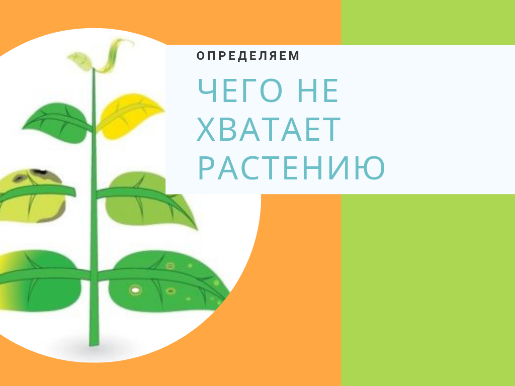 Чего не хватает растению по листьям. Чегоне хватает растентю. Чего не хватает растениям. Рисунок чего не хватает растению. Картинка чего не хватает растениям.