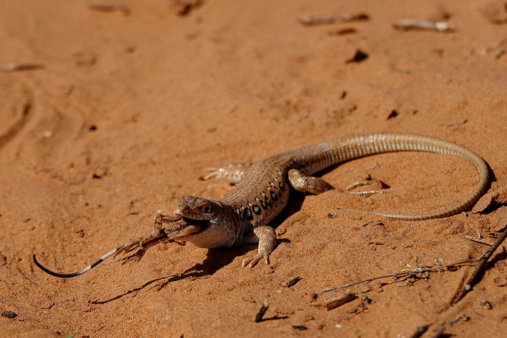 хищники пустыни. хищники пустыни. гепард. король лев саванна. лисица фенек алжир.