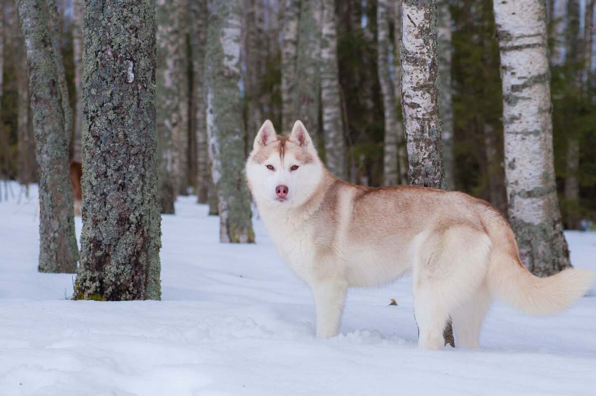 Барселонка