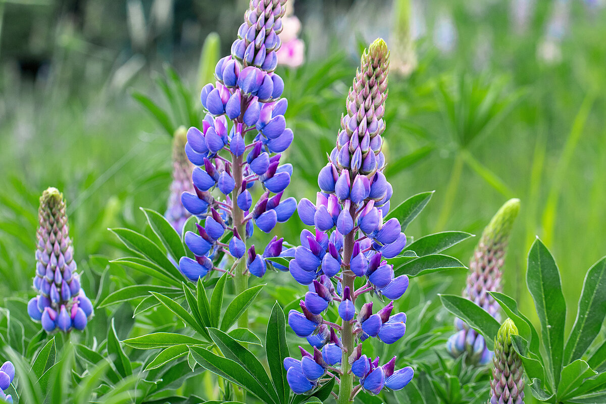 Lupine