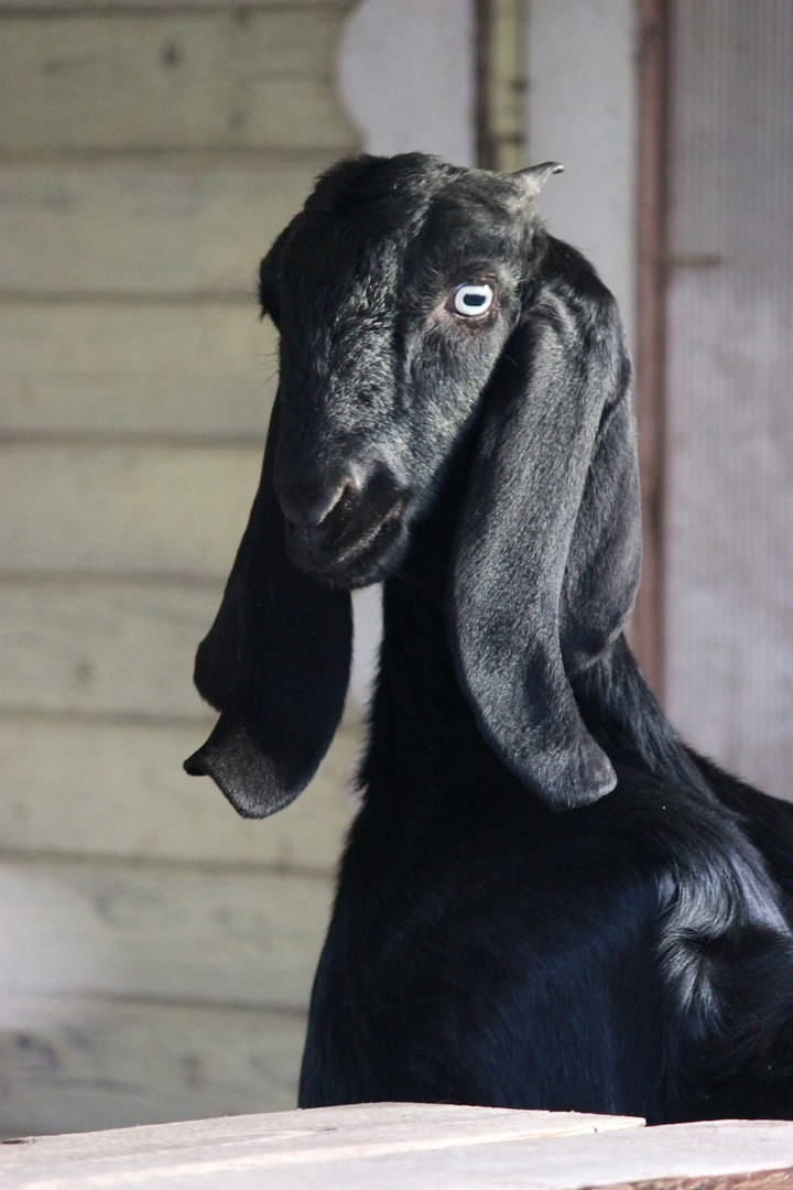 Фото камори. Камори- нубийские. Нубийские козы Камори. Камори козы Пакистана. Черная коза.