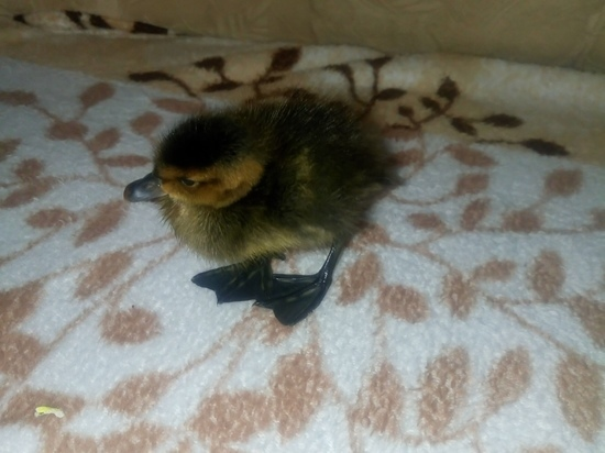 Фото: vk.com В Салехарде 