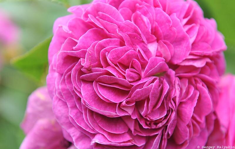 Роза Charles de Mills