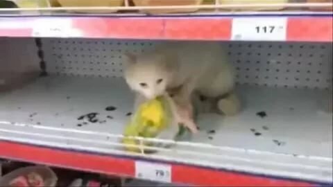 Котёнок совершенно ничего не боится.