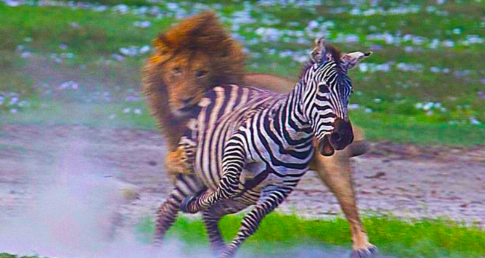 Почему у зебры не бывает стресса. Зебра бежит. Лев и Зебра. Зебра убегает.
