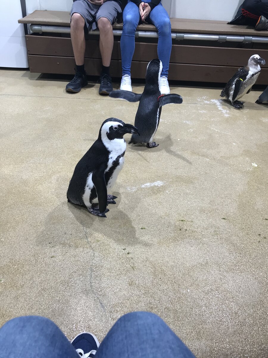 Вот так это выглядит - на скамейке сидят люди, вокруг спокойно ходят пингвины и машут крылышками