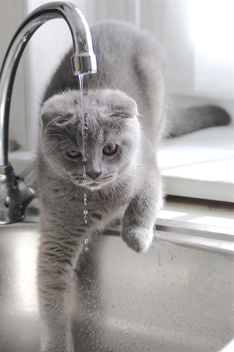 Вода и кошки 