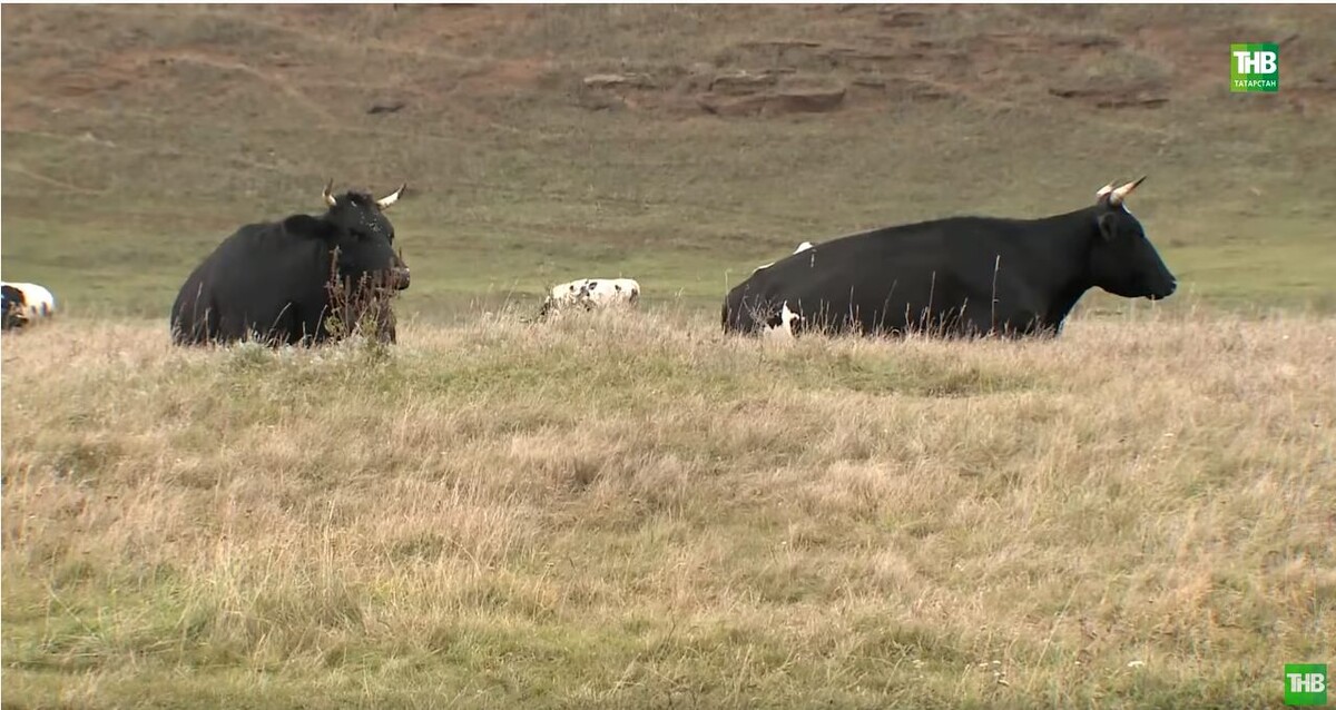 Район попал в тройку худщих по надоям молока в РТ