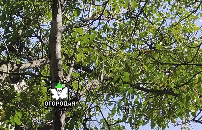 Одиннадцатый орех