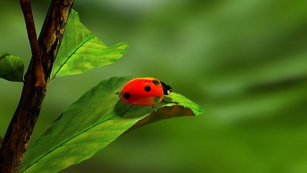 https://cdn.pixabay.com/photo/2013/07/18/10/56/ladybird-163480__340.jpg