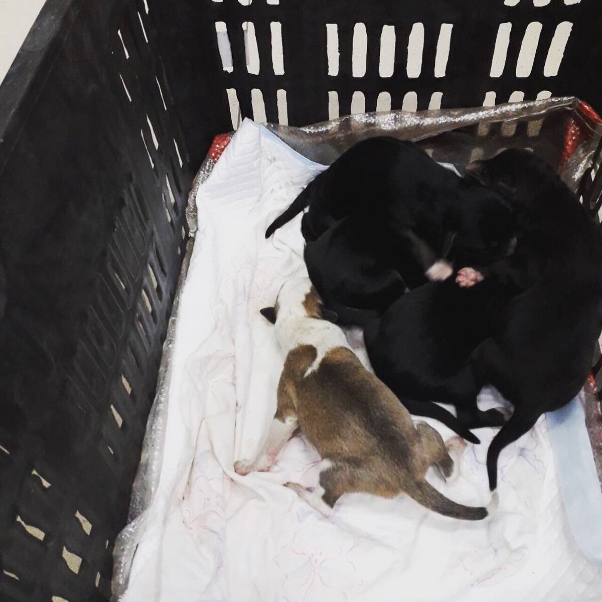 Щенки выброшенные на верную смерть! Им всего неделя!