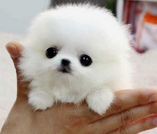 Йоркширский терьер