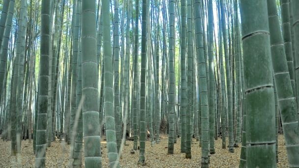 Бамбуковый лес