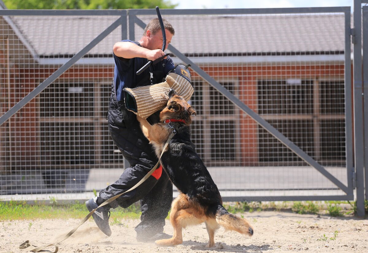 Немецкая овчарка Ниганик Ал Юрь Бора-Бора на защитном тренинге