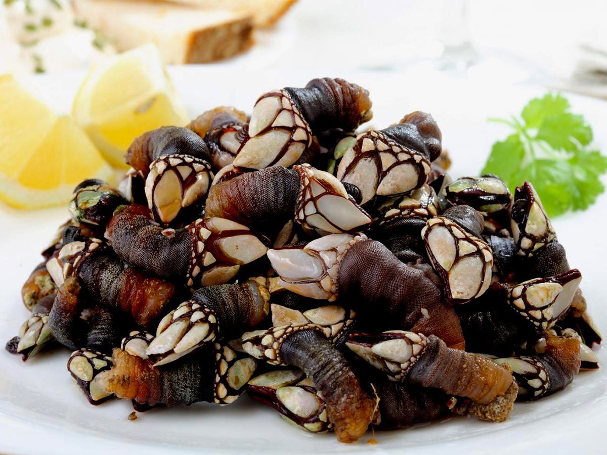 Percebes Персéбеш морские уточки