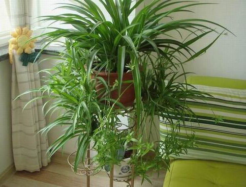 Теневыносливые комнатные растения: кто без проблем растет в тени и кого можно убрать подальше от окна?