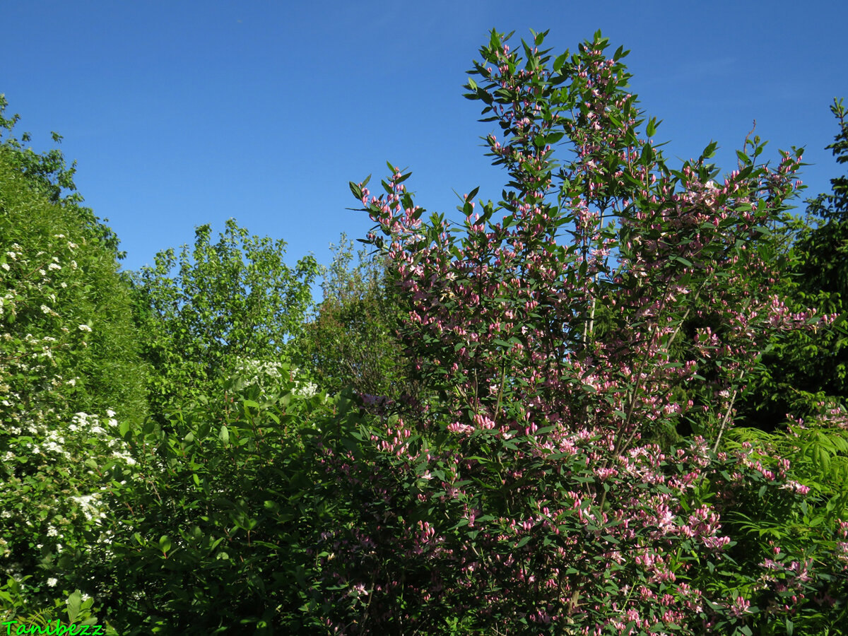 Lonicera tatarica жимолость Татарская