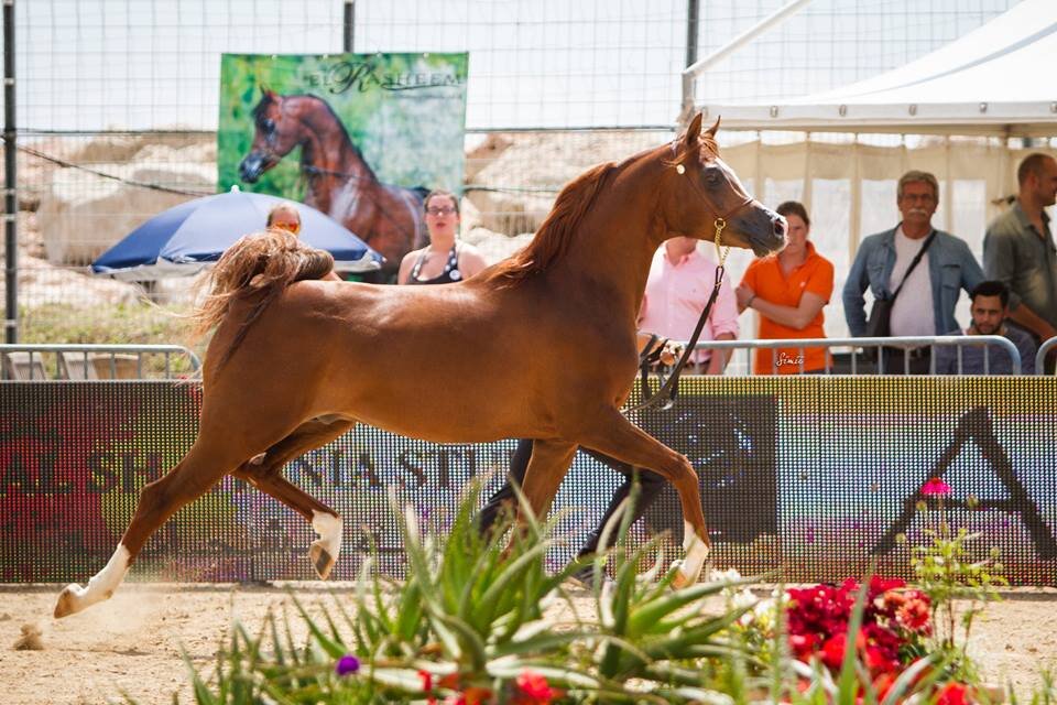 Арабский чистокровный жеребец Fahim Ishane OS