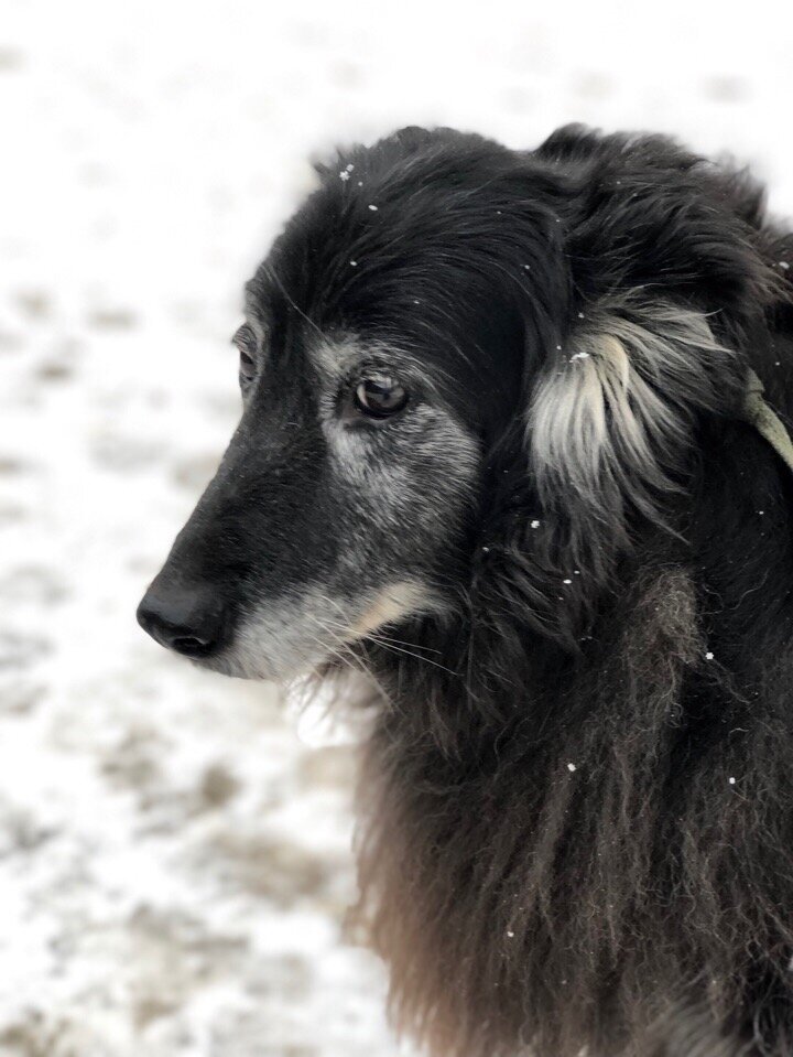 Дженни, приют солнцево