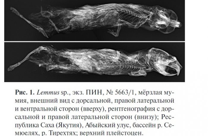 Фото: журнал "Доклады Академии наук", рентгенография якутского лемминга 