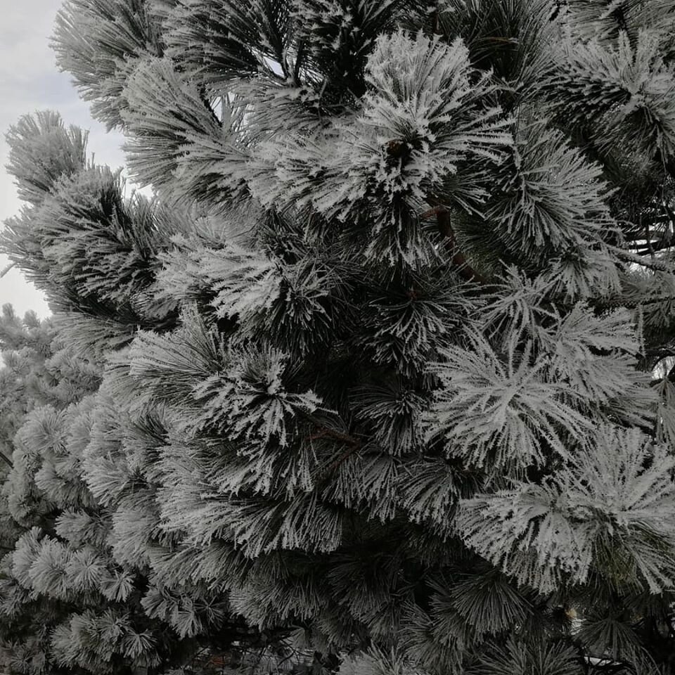 Зимняя сказка. Фото автора