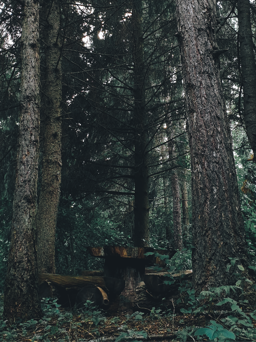 Бесконечный лес = замкнутое пространство