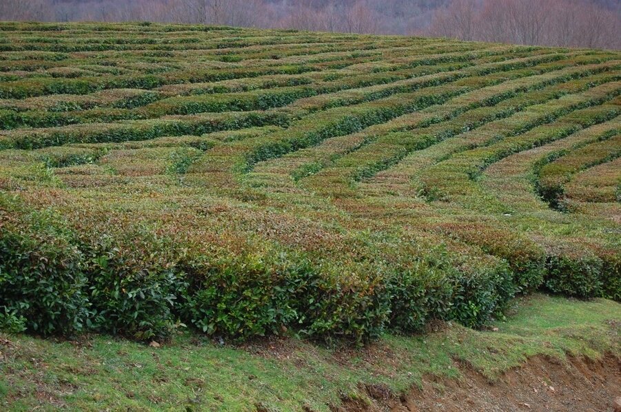 Культуры выращиваемые на северном кавказе. Чайные плантации в Краснодарском крае. Плантации чая в Краснодарском крае. Краснодарский чай плантации. Чайные плантации в Краснодаре.